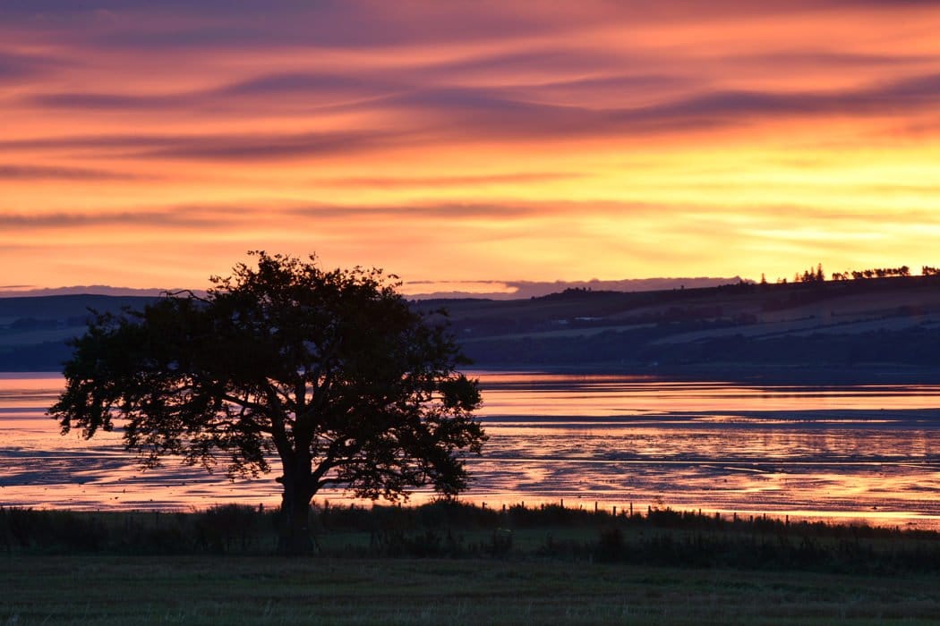 Beech Tree at Dawn, Udale Bay, Black Isle - Karen Thorburn (1)