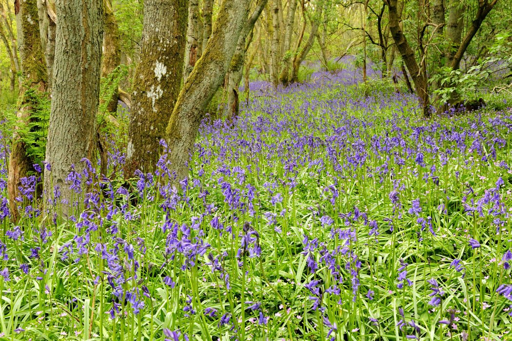 Bluebell Woods, Blairgowrie, Perthshire - Karen Thorburn