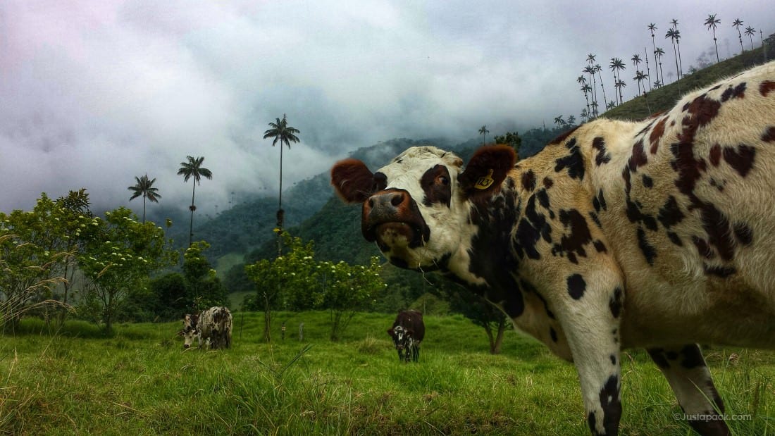 things to do in salento cocora valley