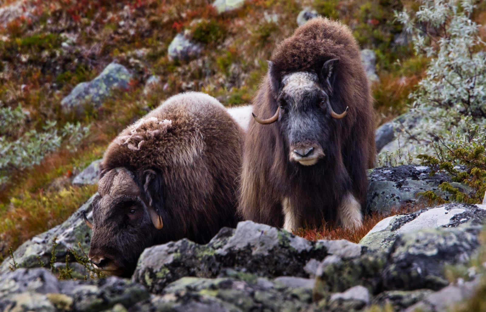 Norwegian Musk Oxen