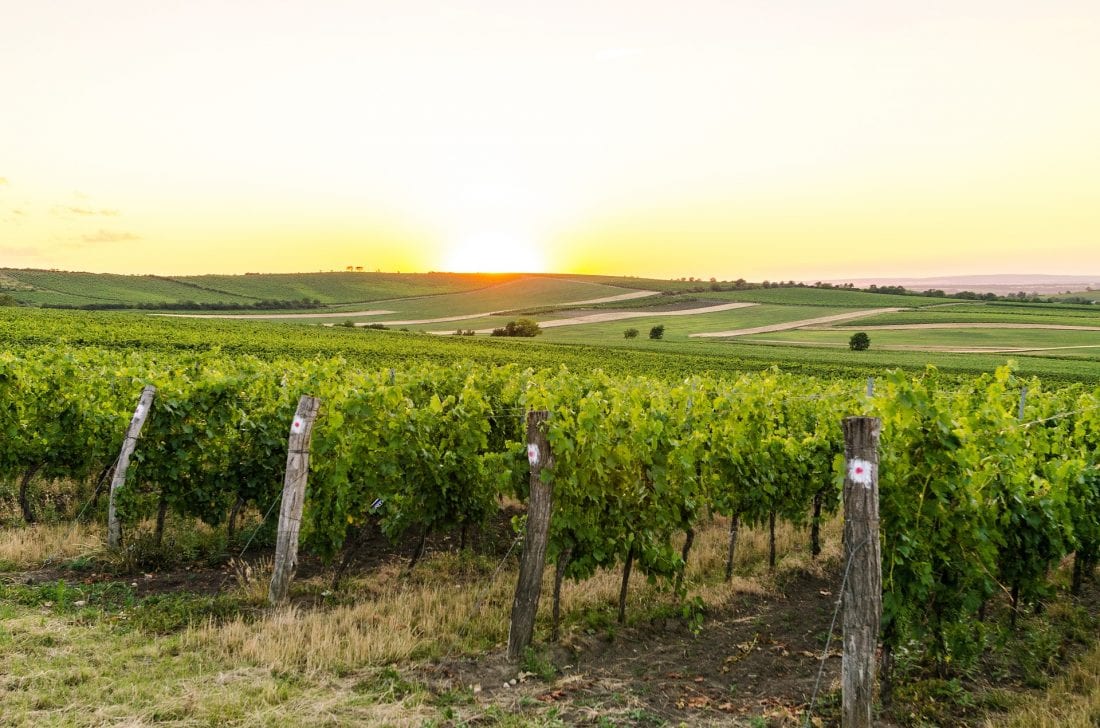 Vineyards of South Moravia