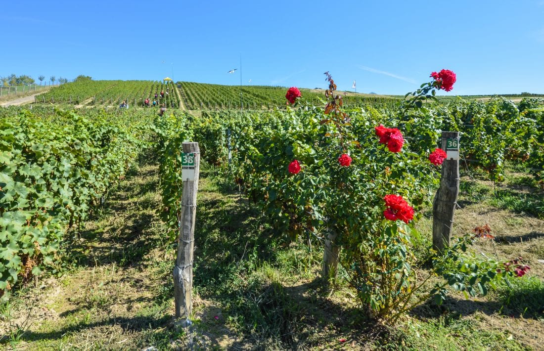 Visiting South Moravia Wine Region