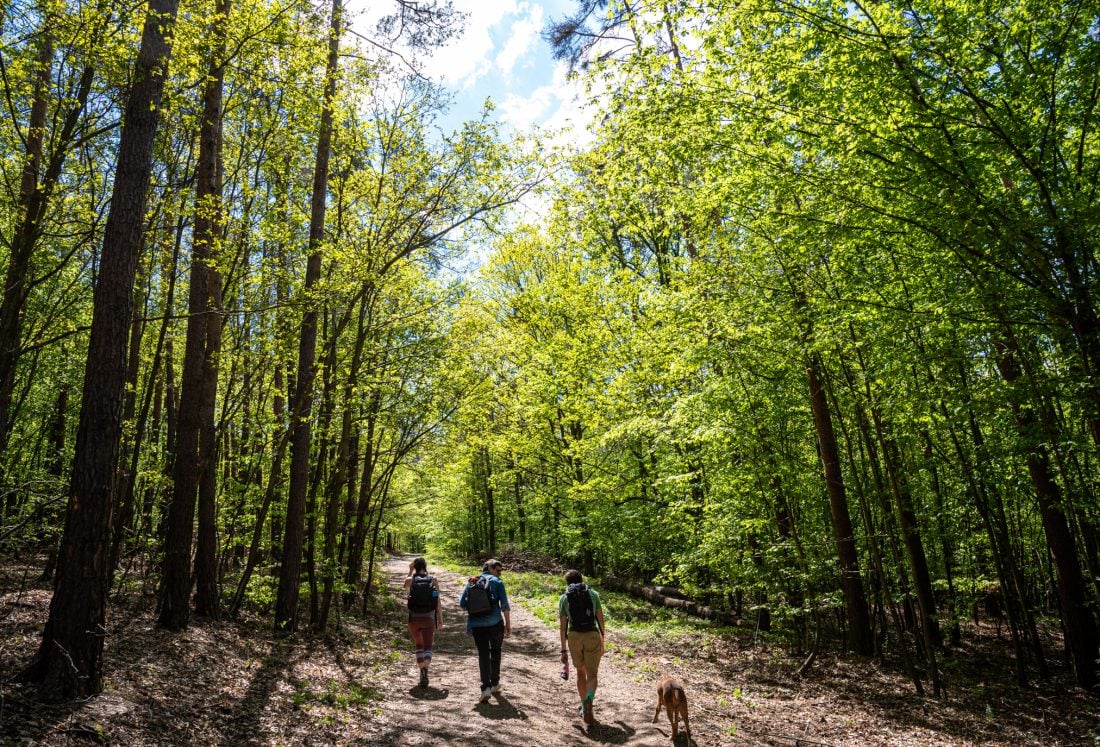 people and a dog walking along a trail in the Brdy mountains near prague