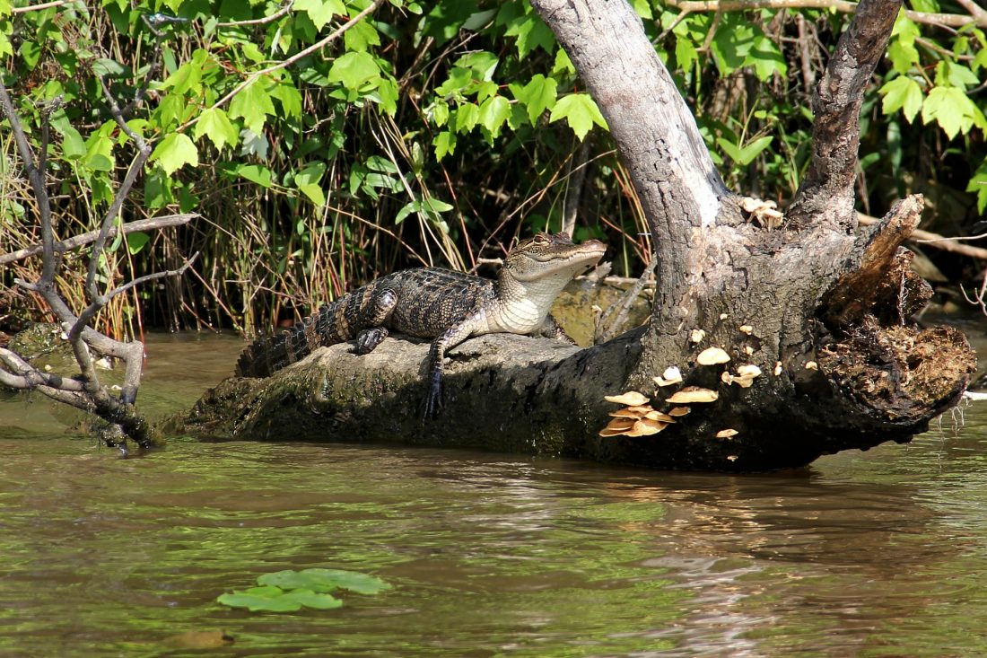 alligator swamps of lafayette