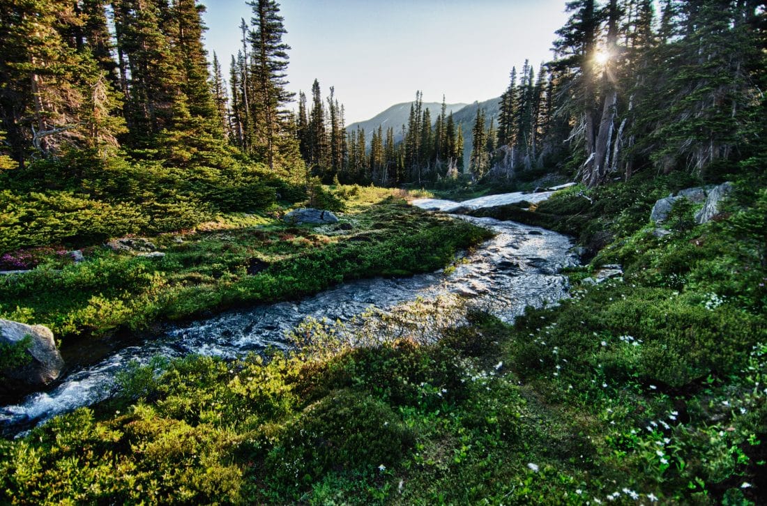 hiking path in Olympic National Park Washington State