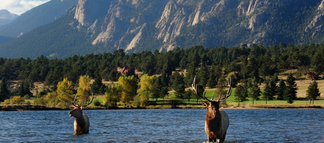 elk playing in water in Rocky Mountain National Park