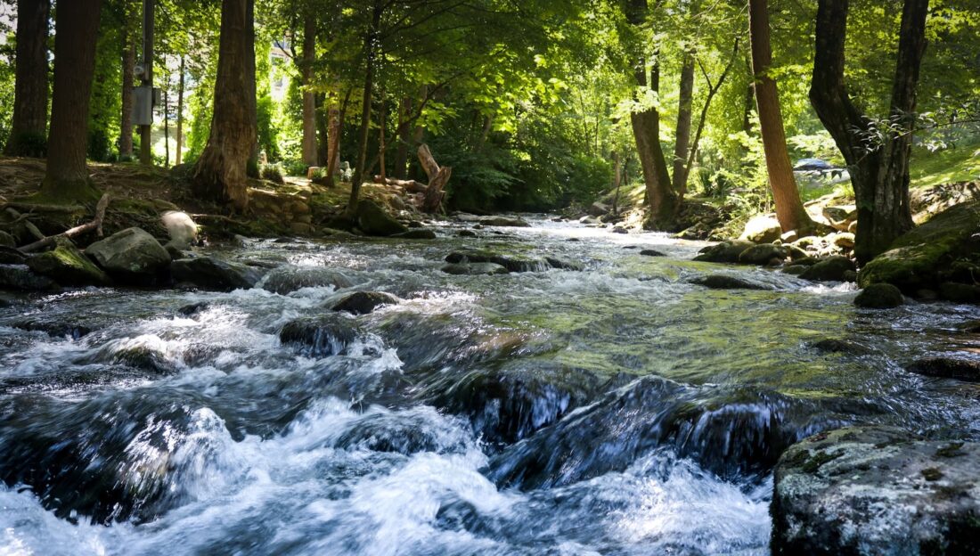 wide stream amidst trees