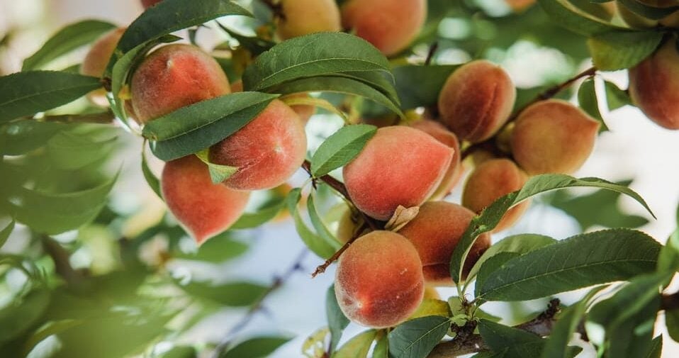 Peaches hanging on a tree in a peach orchard in fredericksburg texas