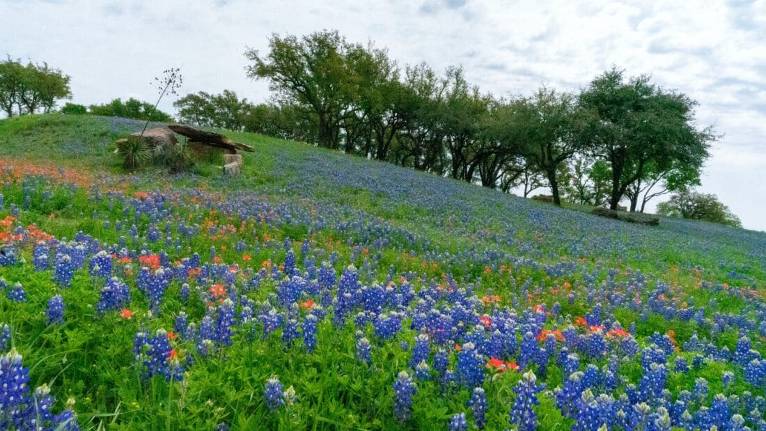 flowers on a hill in Willow City Loop fredericksburg texas