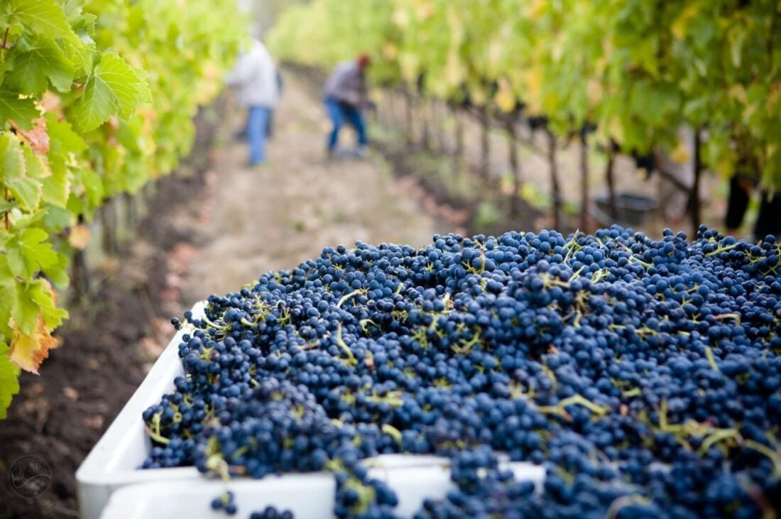 grapes picked from a vineyard in fredericksburg texas